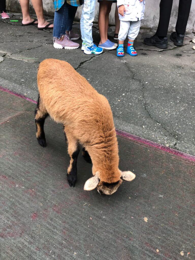 宜蘭景點 宜農牧場 餵食孔雀 小豬及各種小動物景點 擠羊奶超推薦之親子景點 汪汪旅遊